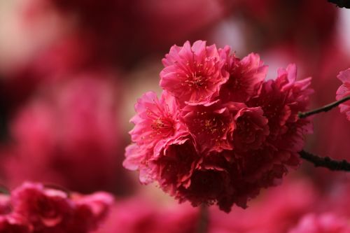 red cherry blossom cold fei sakura