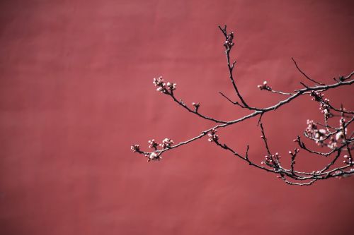 red plum blossom the national palace museum