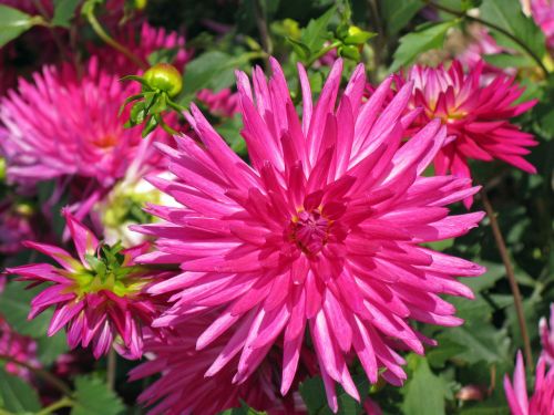 red pink flower