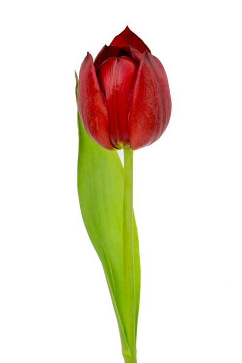 red tulip red tulip