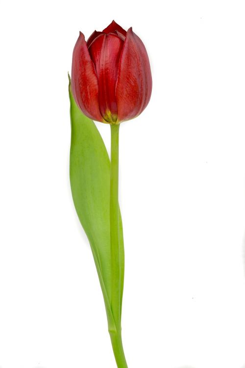 red tulip red tulip