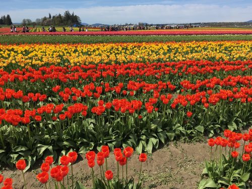 red yellow tulips