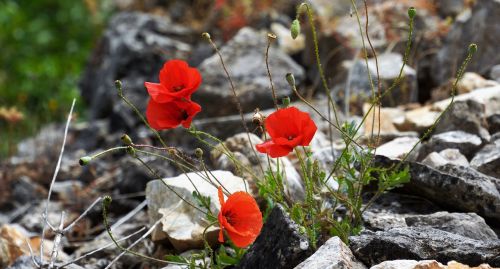 red poppies rocks