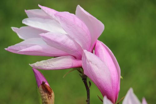 red magnolia blossom