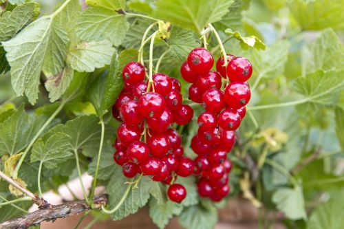 red bush currant