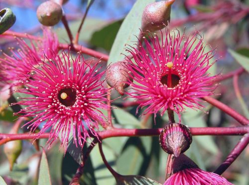 red gum blossom