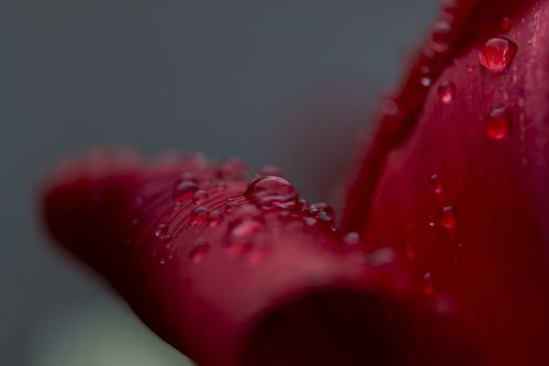 red flower rain drops