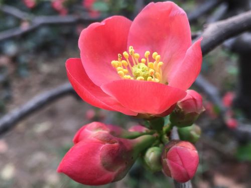 red pistil plant