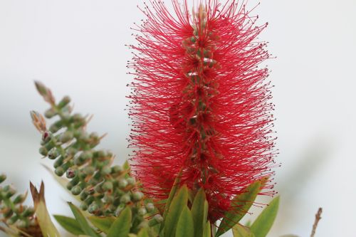 red flower after the rain