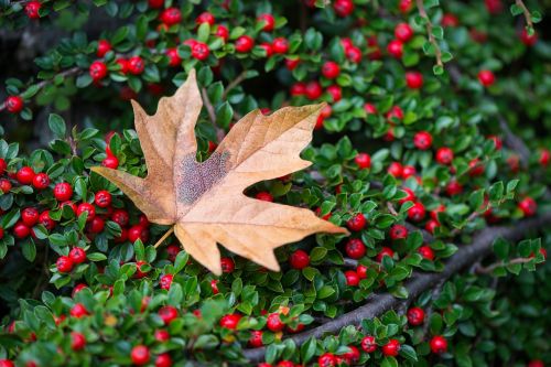 red berries leaf