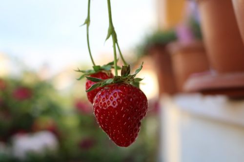 red strawberry garden