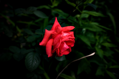 red flower rose