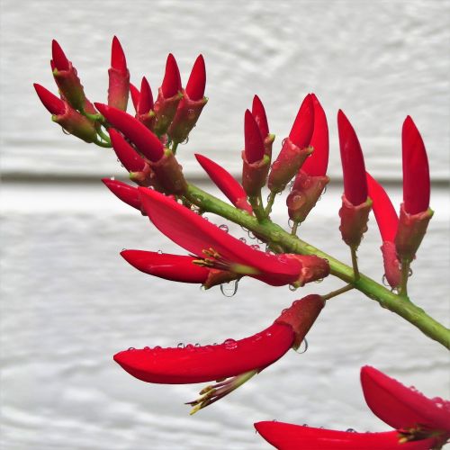 red flower firecracker plant