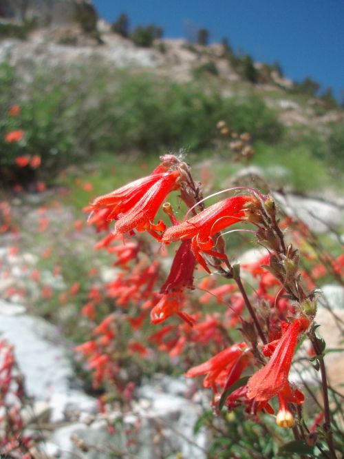 red flower red flower