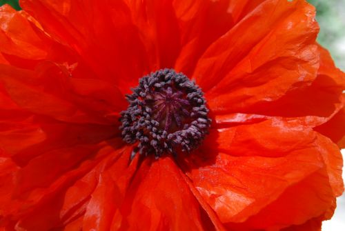 red flower garden