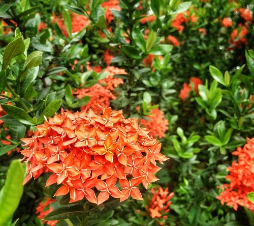 red flower floral