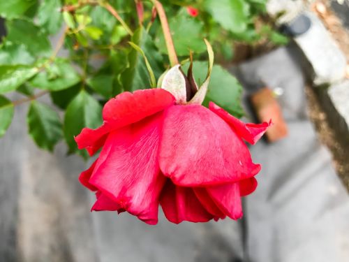 red roses petal