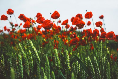 red petals flowers