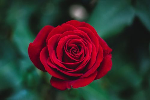 red roses flower