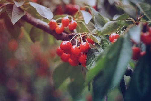 red cherry fruit