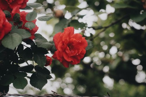 red rose petal