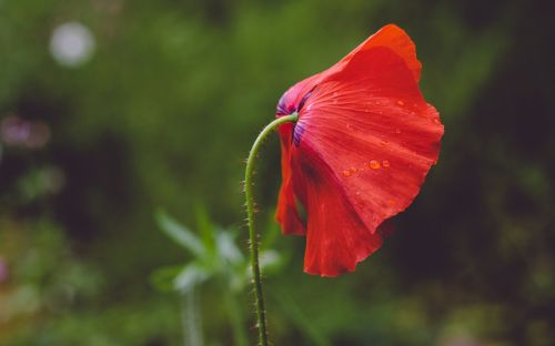 red petal flower