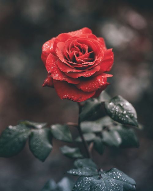 red roses flower