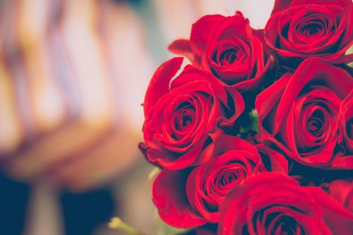 red roses flower