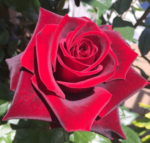 red rose velvet