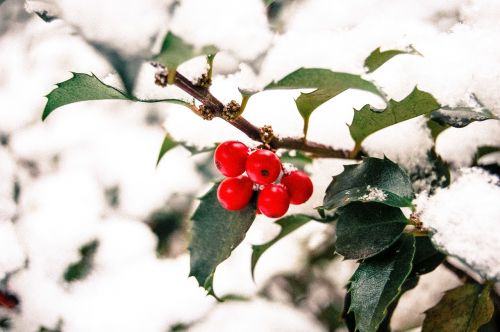 red fruit tree