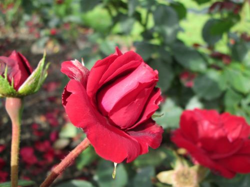 red ros red rose