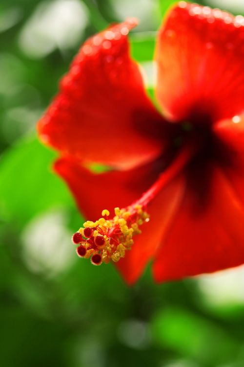 red flower plant