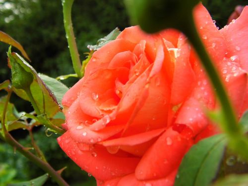 red rose flower