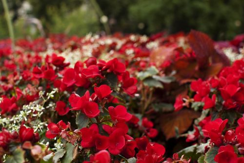 red flower nature