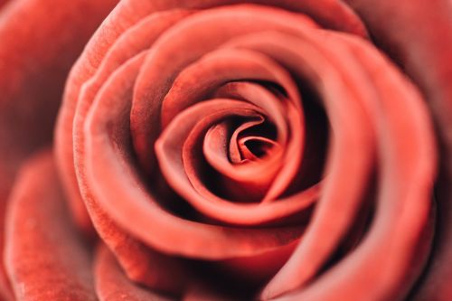 red petal rose
