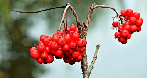 red berries berry