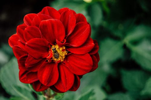 red petal flower