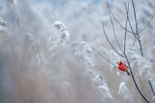 red bird branch