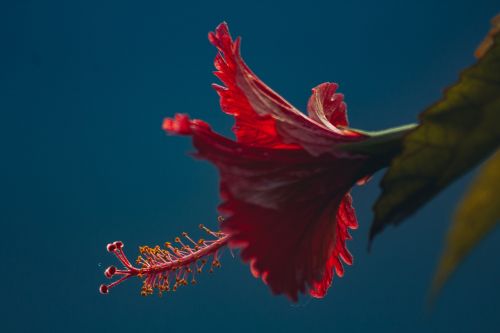 red petal flower