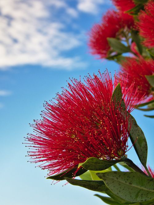 red flower nature