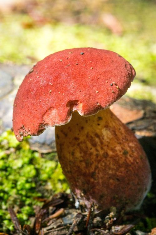 red mushroom fungus