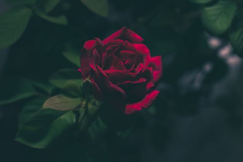 red rose flower