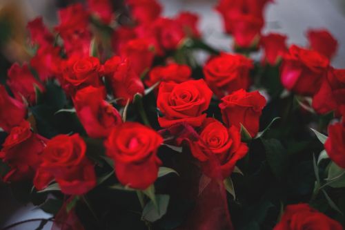 red roses flowers