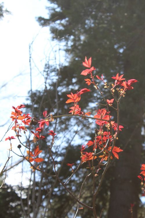 red leaf tree