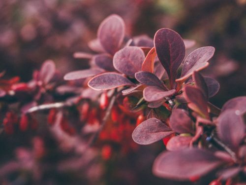 red plants flowers