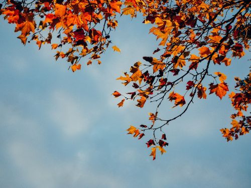 red leaves branch