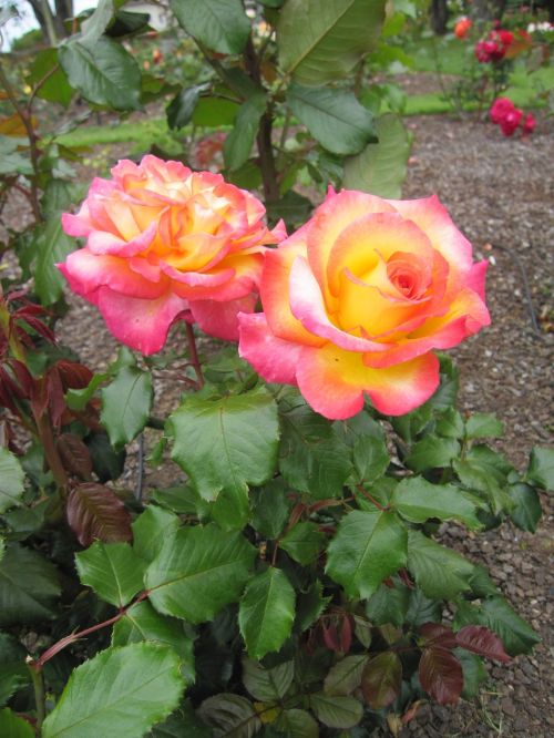 red rose flower