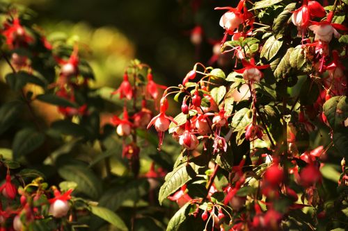 red flowers nature