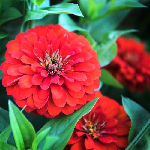 red fall flowers