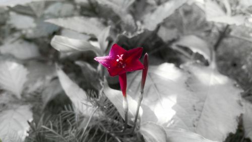 red flower black and white